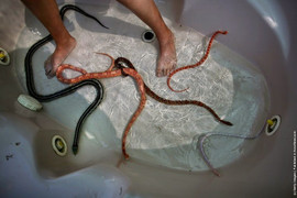 Sởn gai ốc, dựng tóc gáy cảnh cho trăn, rắn độc trườn bò trên người để chữa bệnh