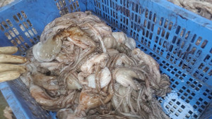 Ăn phải hải sản, bạch tuộc tẩy trắng bằng hóa chất, cơ thể bị hủy hoại thế nào?