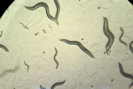 5 loại vi khuẩn kháng kháng sinh đáng sợ trong nửa thập kỷ