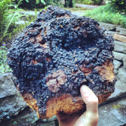 Không ngờ thứ giống cục than cháy sém này lại là ‘thần dược’ chống ung thư, ngừa lão hóa