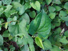 5 loại rau dại công dụng chữa bệnh như 'thần dược', có sẵn trong vườn nhà người Việt