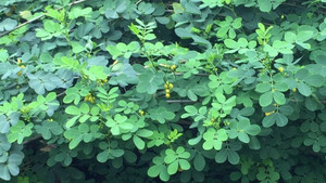 Có Boni-Smok, bỏ thuốc lá chỉ là chuyện nhỏ