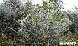 Ảnh: Băng tuyết phủ trắng đỉnh Mẫu Sơn