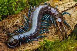 Nuốt rết sống chữa bệnh, hai mẹ con bị giun phổi chuột tấn công