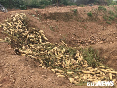 Xót xa 1.000 đồng/kg củ cải, người dân vẫn không mua vì tưởng... hàng Trung Quốc