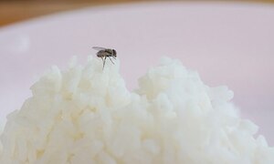 Ruồi chỉ chạm chân vào thức ăn, 'nhả' hơn 200 loại vi khuẩn độc hại