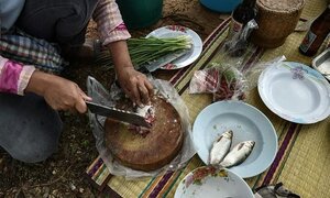 Đặc sản cá sống giết 20.000 người Thái mỗi năm