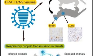 Cảnh báo nguy cơ đại dịch cúm A/H7N9 bùng phát