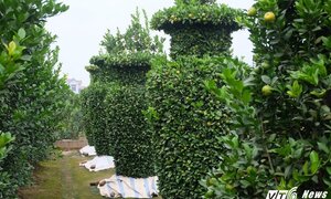 Ảnh: Những cây quýt uốn hình lục bình 'khủng' chơi Tết giá chục triệu đồng