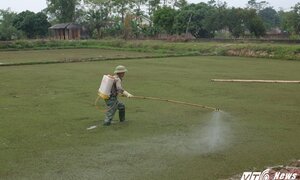 Chuyện lạ: Cây bèo từng bay vào vũ trụ giờ thành dược liệu điều trị ung thư