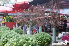 Ảnh: Đào Nhật Tân nở sớm đắt gấp 3 lần vẫn hút người chơi