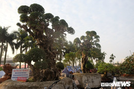 Ảnh: Cây duối 'khủng' độc nhất vô nhị giá hàng chục tỷ đồng