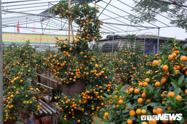 Ảnh: Cây quất 'siêu độc' lấy ý tưởng từ phim Tây du ký, không bán chỉ cho thuê