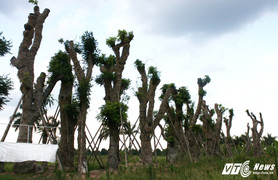 Chi phí đánh chuyển gần 1.000 cây xanh đường Phạm Văn Đồng thế nào?