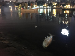 Nguyên nhân khiến cá chết trắng hồ Hoàng Cầu