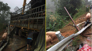 Thực hư thông tin xe chở lợn bị lật, dân đua nhau 'hôi của' ở Lạng Sơn