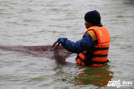 Ảnh: Công nhân ngâm mình trong nước lạnh dồn cá trước khi nạo vét Hồ Gươm