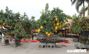 Ảnh: Ngắm những cây cảnh độc lạ giá cả trăm triệu đồng của kiến trúc sư ở Hưng Yên