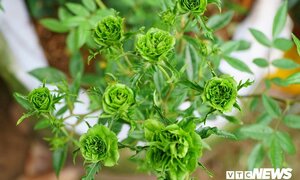 Hoa hồng xanh tại lễ hội hoa hồng Bulgaria có gì đặc biệt?