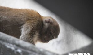 Hai con khỉ hoang quậy phá nhà dân ở Hà Nội: Công an thông tin mới nhất