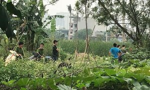 Phát hiện thi thể đang phân hủy trong bụi cây ở Hà Nội