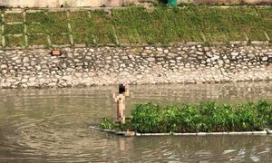 Cô gái mặc nội y bơi sông Hà Nội, leo lên bè thuỷ sinh tạo dáng chụp ảnh