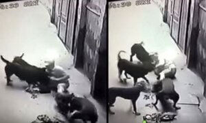 Hàng loạt vụ chó nuôi hung dữ tấn công chủ và người nhà gây chấn động