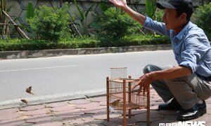 Rằm tháng 7, chim phóng sinh được thả cũng không thể bay