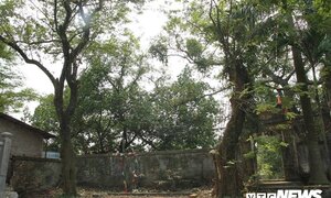 Một nhánh của cây sưa khổng lồ ở Hà Nội từng được bán đấu giá 31 tỷ đồng