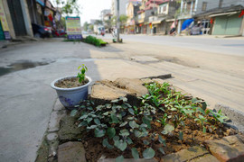 Chi phí đánh chuyển gần 1.000 cây xanh đường Phạm Văn Đồng thế nào?