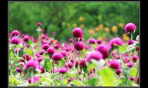 Bách Nhật ơi, sự tích về em giờ anh mới viết