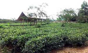 'Trói' quy hoạch, nông dân 'hết cửa' làm giàu