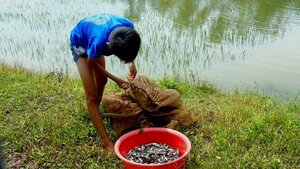 Ảnh: Sau bão số 2, dân Hà Tĩnh đổ xô vượt lũ căng lưới bắt cá