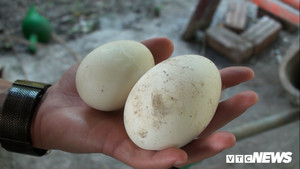 Ngắm đàn ngỗng trắng hàng ngàn con 'đẹp như thiên nga' ở Bắc Ninh