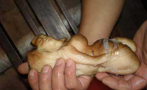 Cận cảnh cây nấm Thái Tuế mang hình dáng thiếu nữ đắt hơn vàng ở Trung Quốc