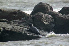 Hải cẩu lên bờ nô đùa với dân bị đánh chết: Công an vào cuộc điều tra