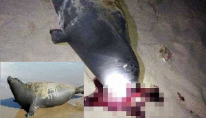 Hải cẩu lên bờ nô đùa với dân bị đánh chết: Công an vào cuộc điều tra