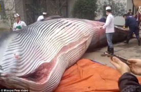 Doanh nghiệp Trung Quốc gây sốc khi xẻ thịt cá voi 8 tấn làm thức ăn cho chó