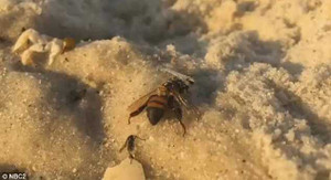 Hàng ngàn con ong chết bí ẩn dạt vào bờ biển Mỹ