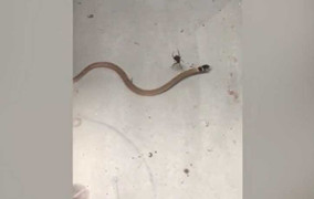 Ứng viên Pháp được chọn làm Tổng giám đốc UNESCO