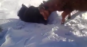 Dân mạng tranh cãi 'nảy lửa' khi xem đàn bò biến mất bí ẩn trong hố tuyết