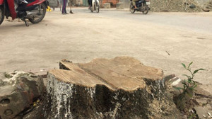 Chi phí đánh chuyển gần 1.000 cây xanh đường Phạm Văn Đồng thế nào?