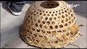 Đàn gà 'tử trận' trên đường từ Nghệ An ra Hà Nội vì nắng nóng