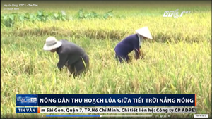 Nông dân miền Bắc vật vã đội nắng gặt lúa