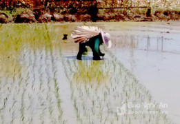 Nông dân Nghệ An 'ngày mang tơi, đêm đội đèn' tránh nắng nóng