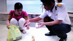 Nắng nóng Trường Sa 'ấp' trứng vịt lộn vợ gửi chiến sĩ đảo thành đàn vịt