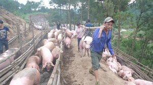Chiến dịch 'giải cứu lợn': 1 triệu tấn lợn sẽ ‘lên đường’ sang Trung Quốc