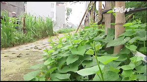 Tận dụng vỉa hè, lề đường trồng rau 'sạch': Coi chừng ung thư