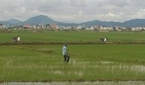 Dặm lúa ngoài đồng, người phụ nữ bị sét đánh chết