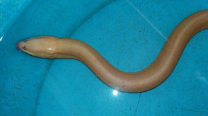 Đi soi cá bắt được 2 con lươn vàng cực hiếm